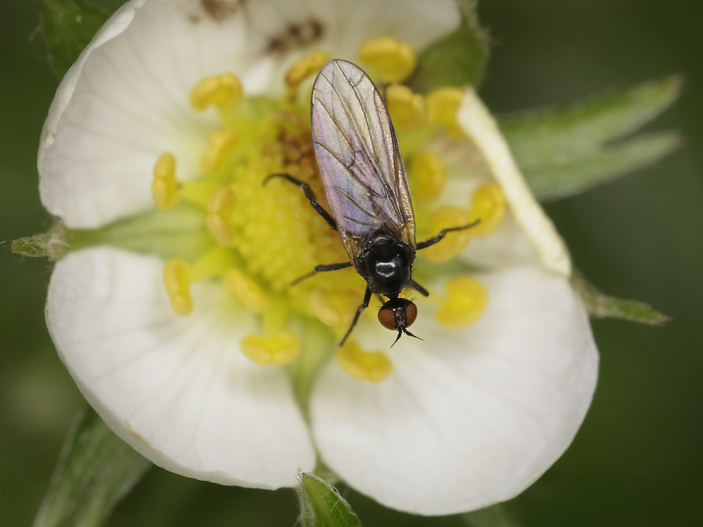 Empis (Lissempis) liosoma